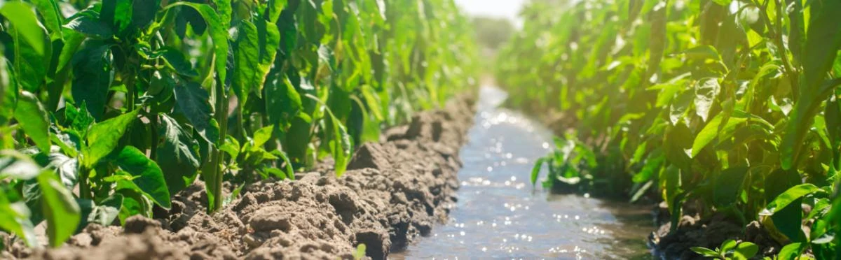 Eckert Crops Being Watered